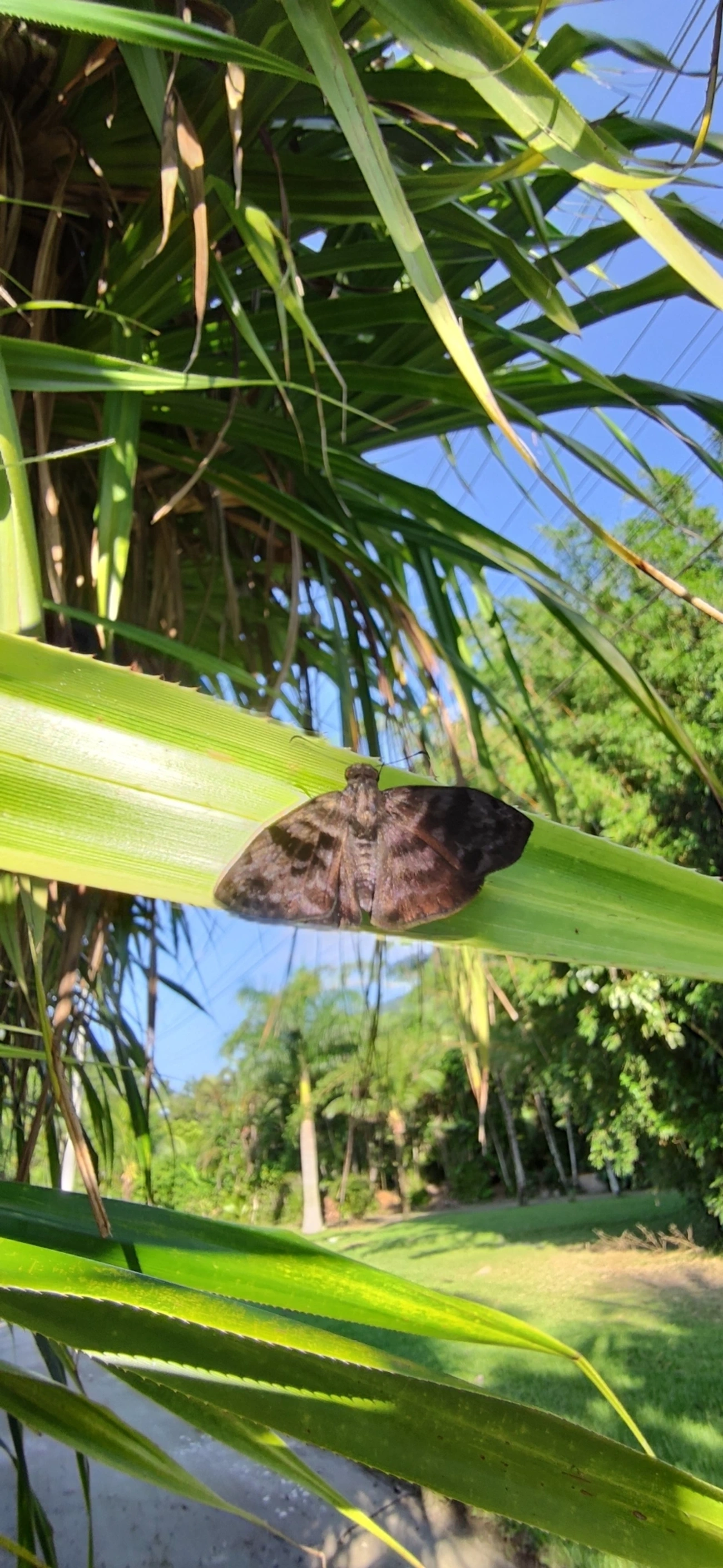 Saltão-variegado (Gorgythion begga), insetos, fotografado em Maresias, São Sebastião