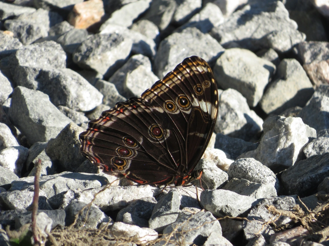 Capitão-do-mato (Morpho helenor), insetos, fotografado em Maresias, São Sebastião