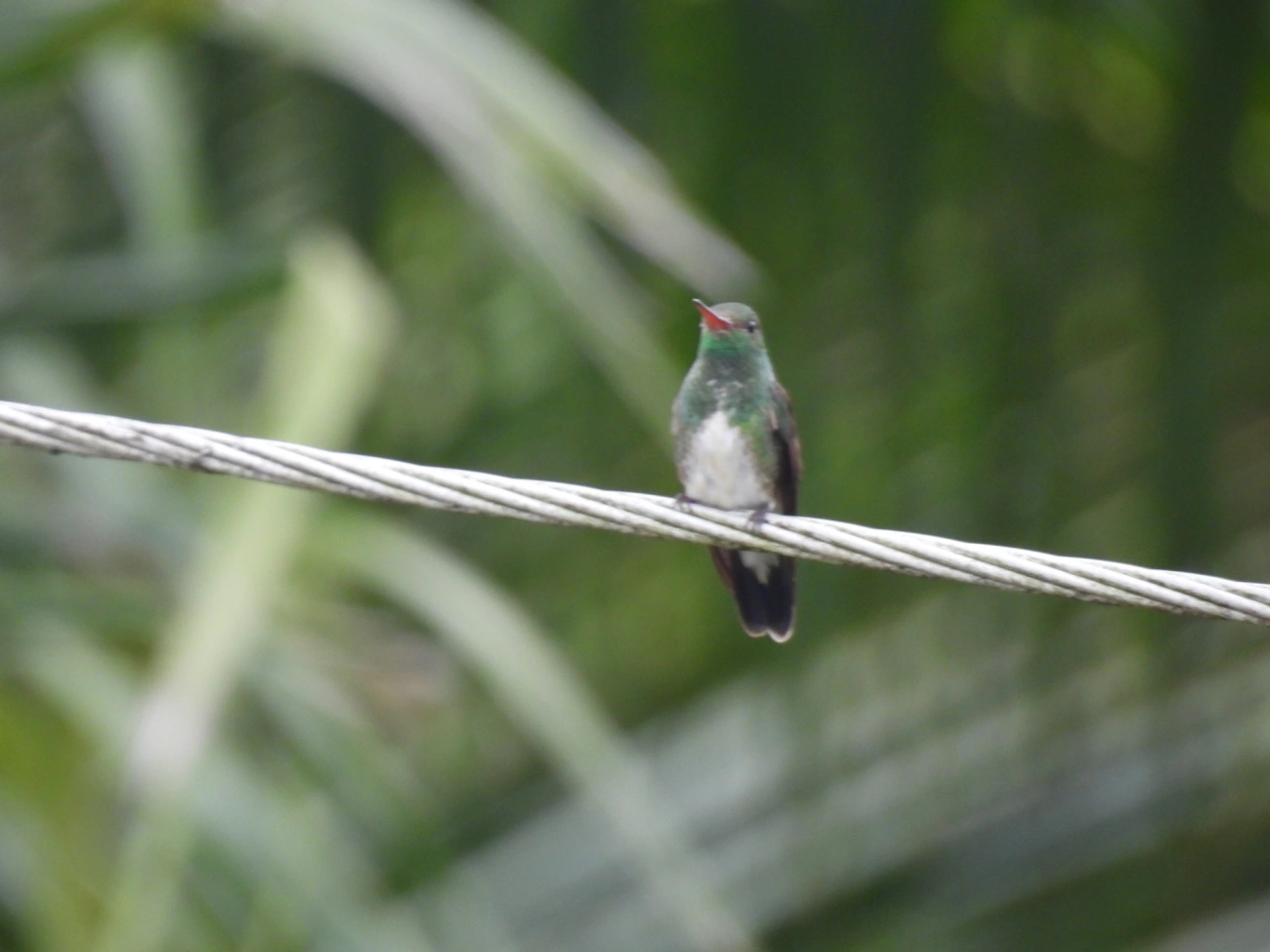 Beija-flor-de-garganta-verde (Chionomesa fimbriata), aves, fotografado em Maresias, São Sebastião