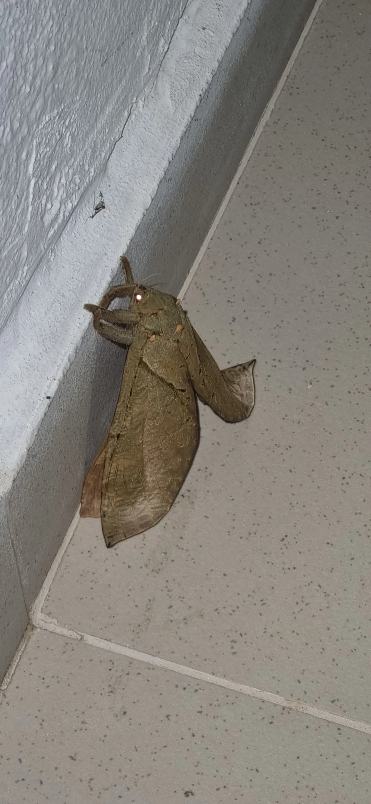 Mariposa-fantasma (Trichophassus giganteus), insetos, fotografado em Maresias, São Sebastião