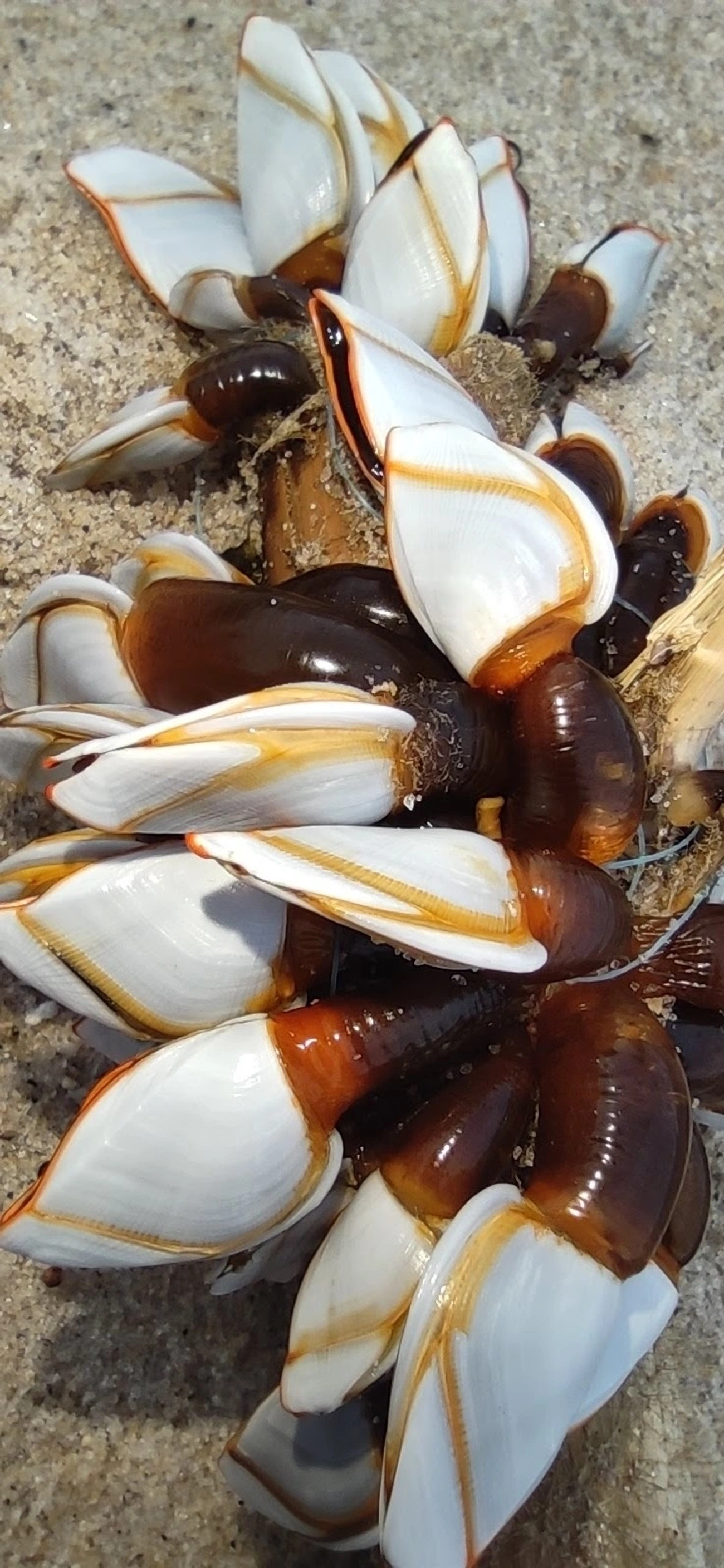 Craca-de-pescoço (Lepas anserifera), crustáceos, fotografado em Maresias, São Sebastião