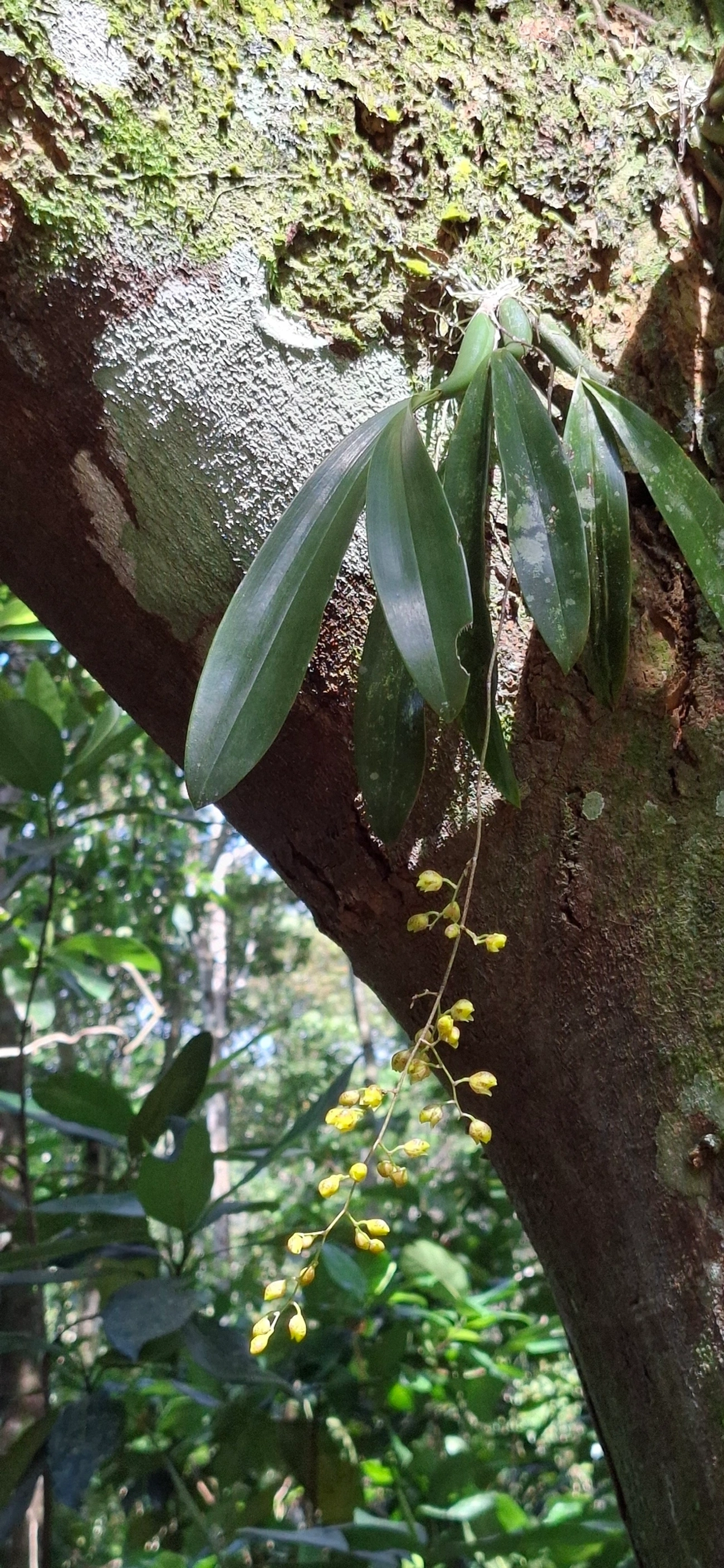 Gomesa cornigera, plantas, fotografado em Paúba, São Sebastião
