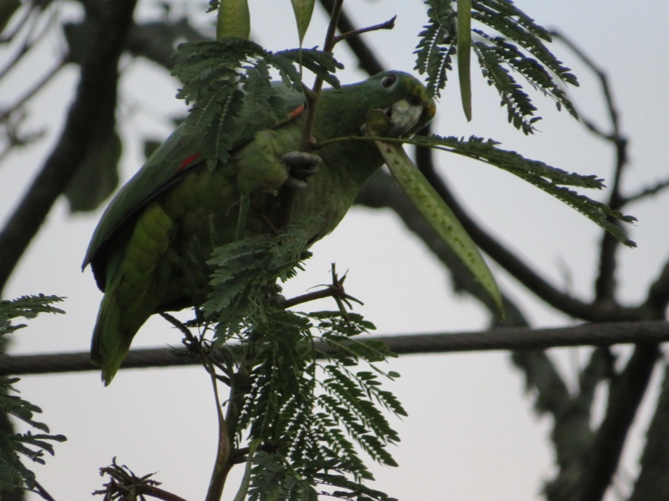 Papagaio-moleiro (Amazona farinosa), aves, fotografado em São Paulo
