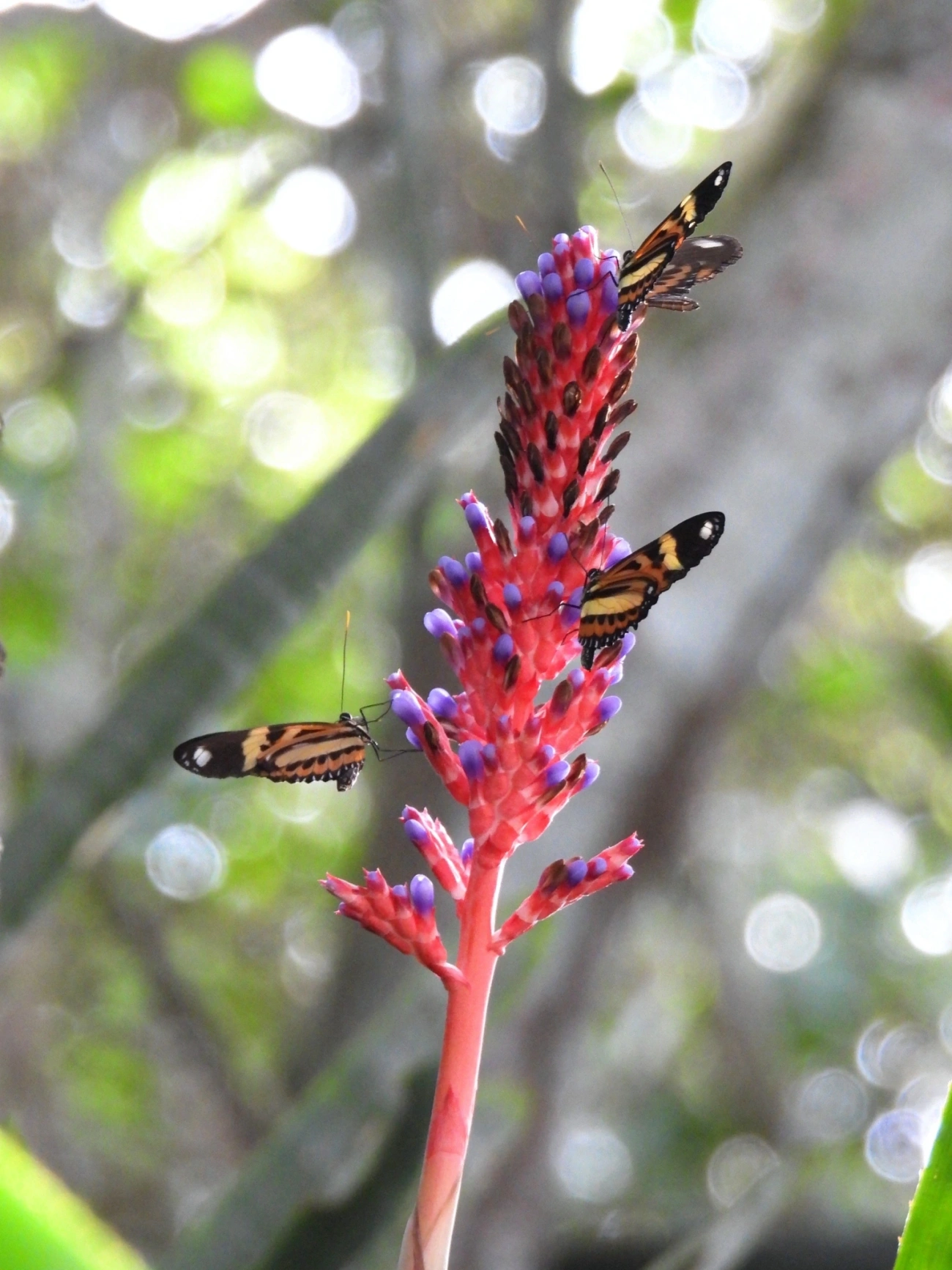 Maria-boba (Heliconius ethilla), insetos, fotografado em Maresias, São Sebastião