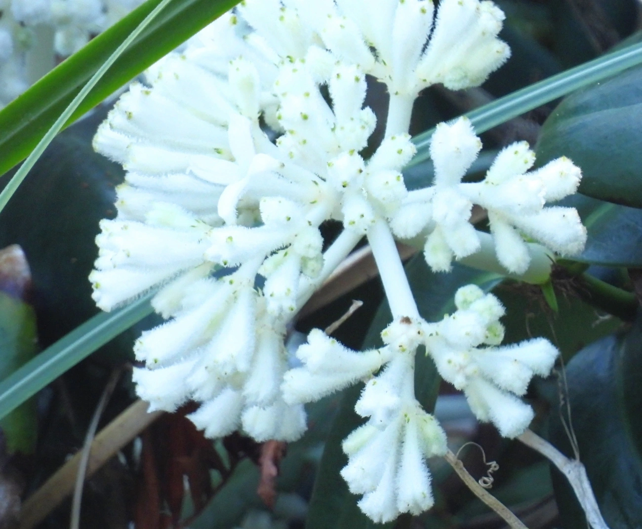 Rudgea, plantas, fotografado em Maresias, São Sebastião