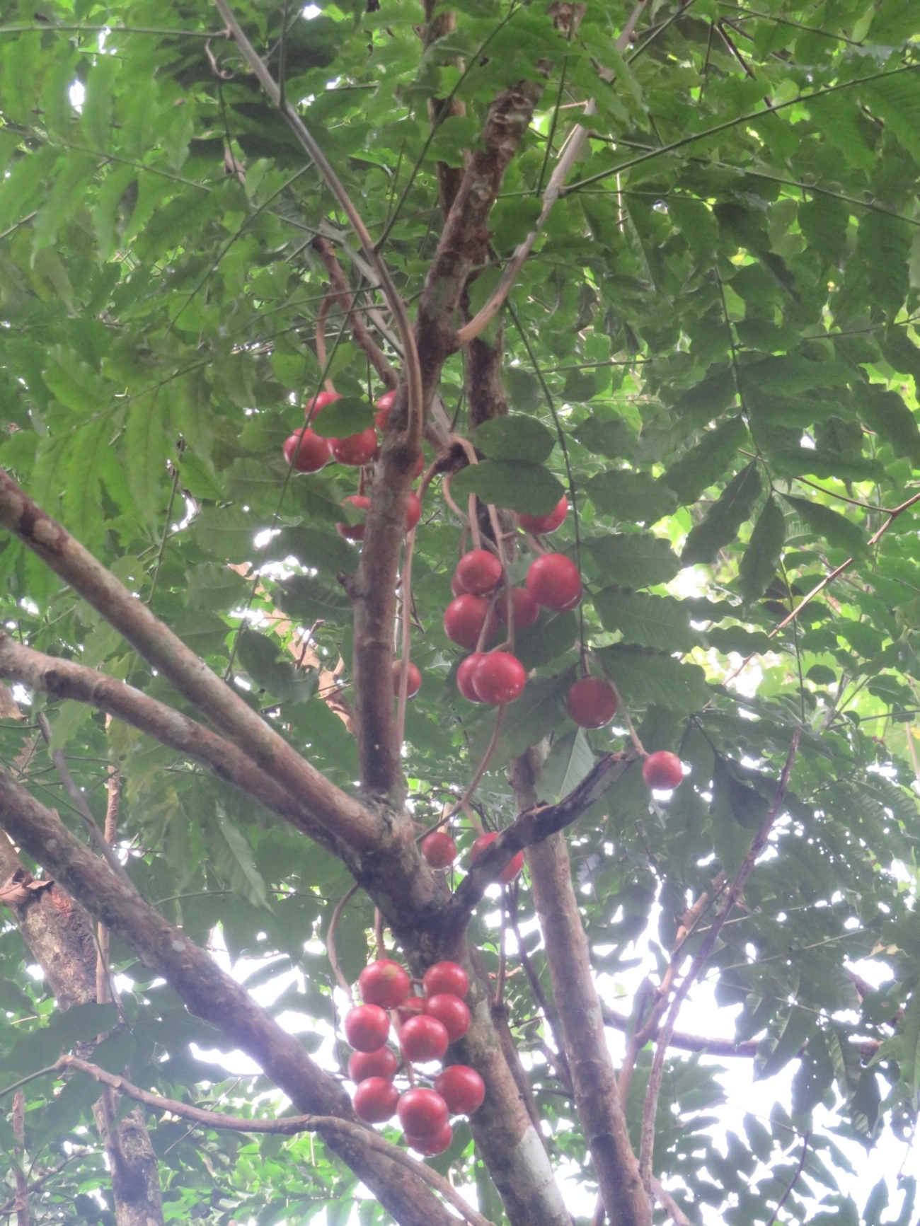 Canjerana (Cabralea canjerana), plantas, fotografado em Maresias, São Sebastião