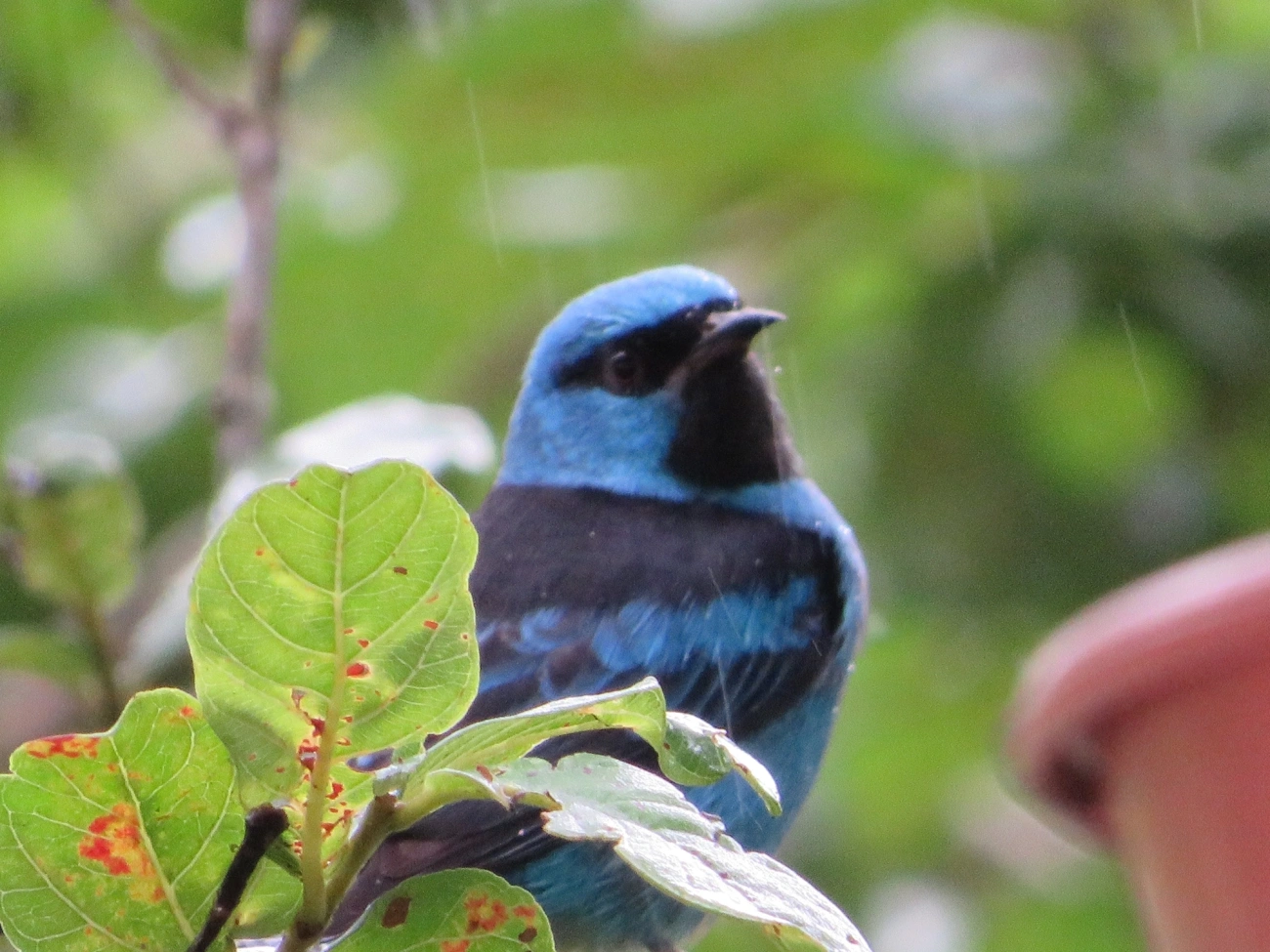 Saí-azul (Dacnis cayana), aves, fotografado em Maresias, São Sebastião