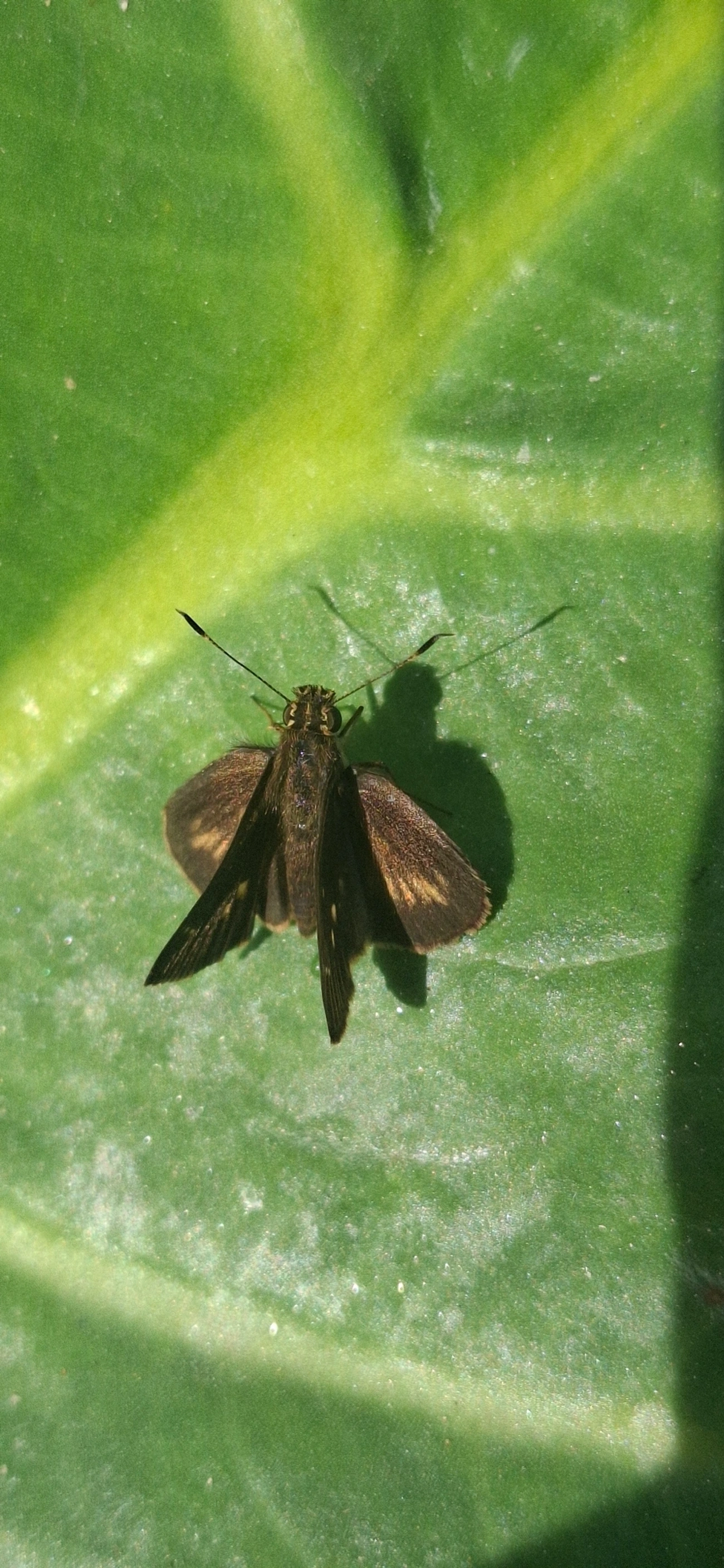 Hesperiini, insetos, fotografado em Maresias, São Sebastião
