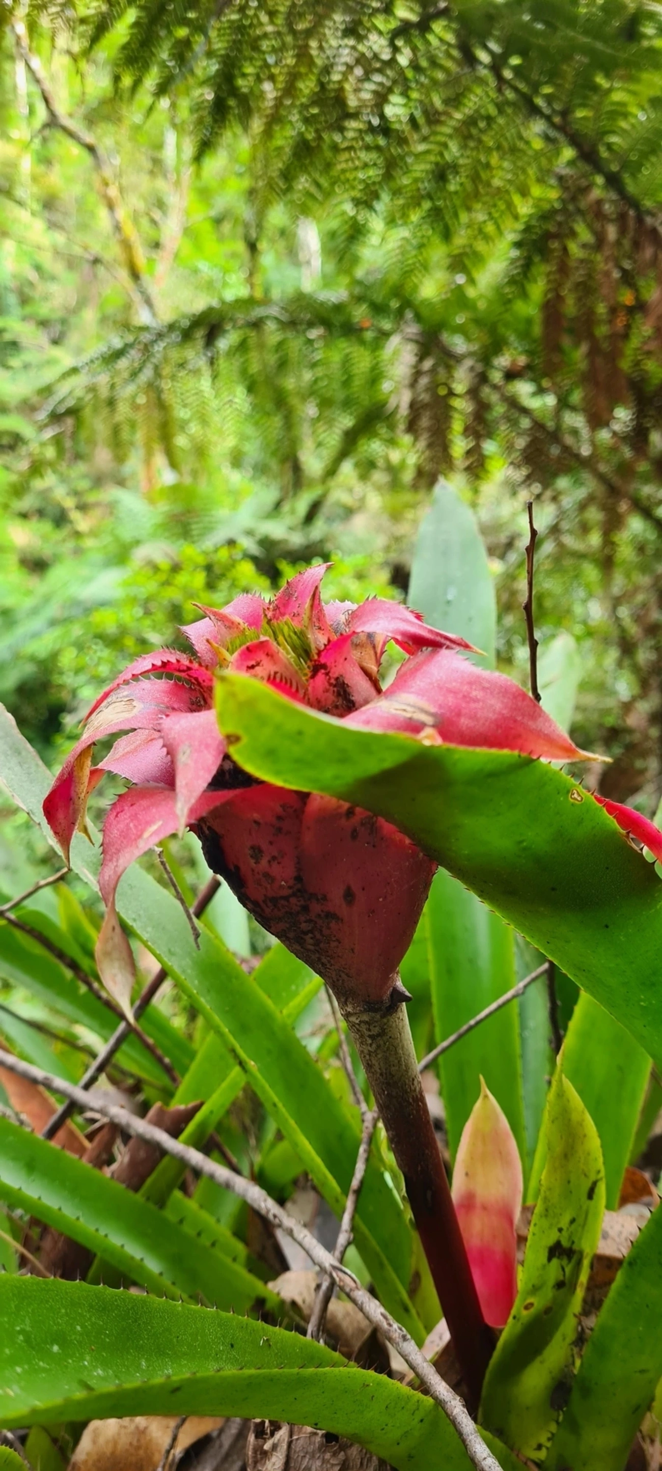 Gravatá (Wittrockia cyathiformis), plantas, fotografado em Maresias, São Sebastião