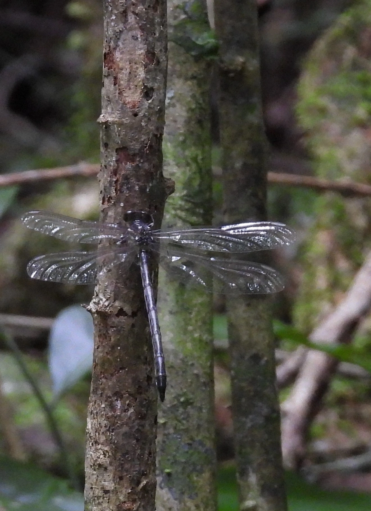 Epigomphus paludosus, insetos, fotografado em Maresias, São Sebastião