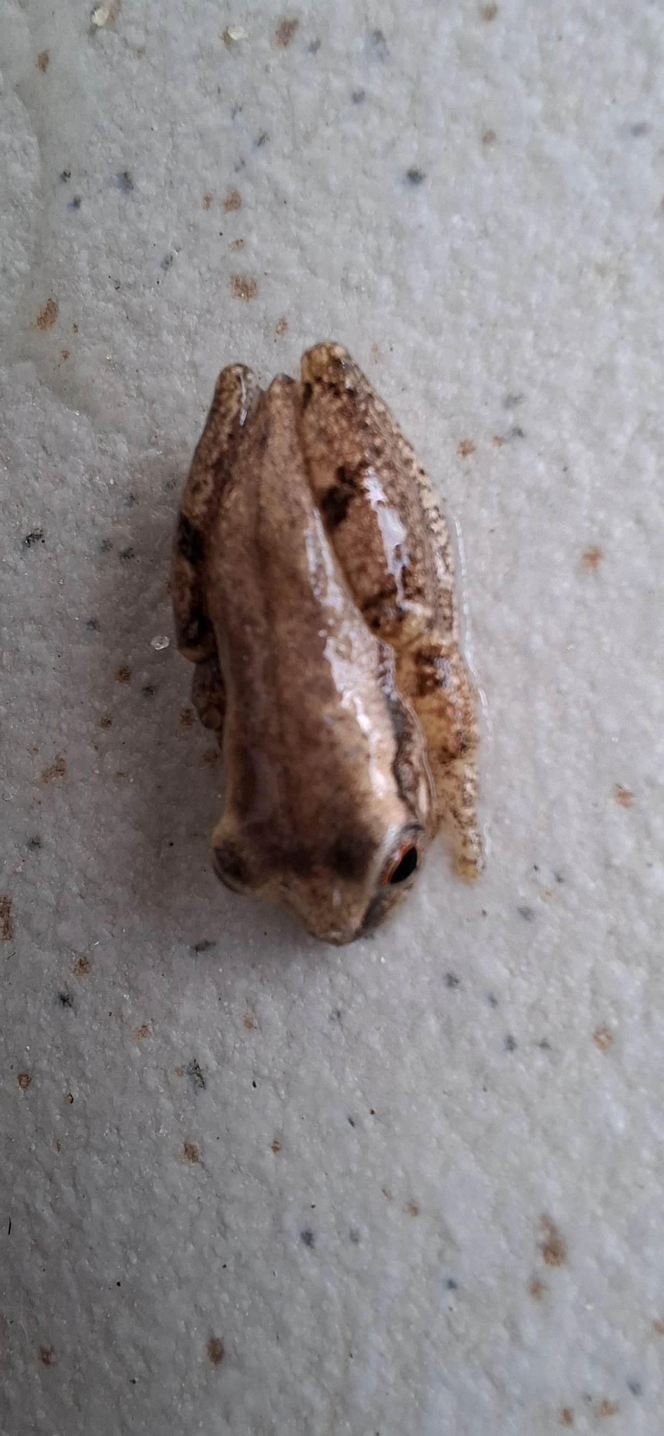 Dendropsophus, anfíbios, fotografado em Maresias, São Sebastião