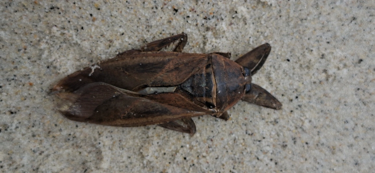 Escorpião-d'água (Lethocerus annulipes), insetos, fotografado em Maresias, São Sebastião
