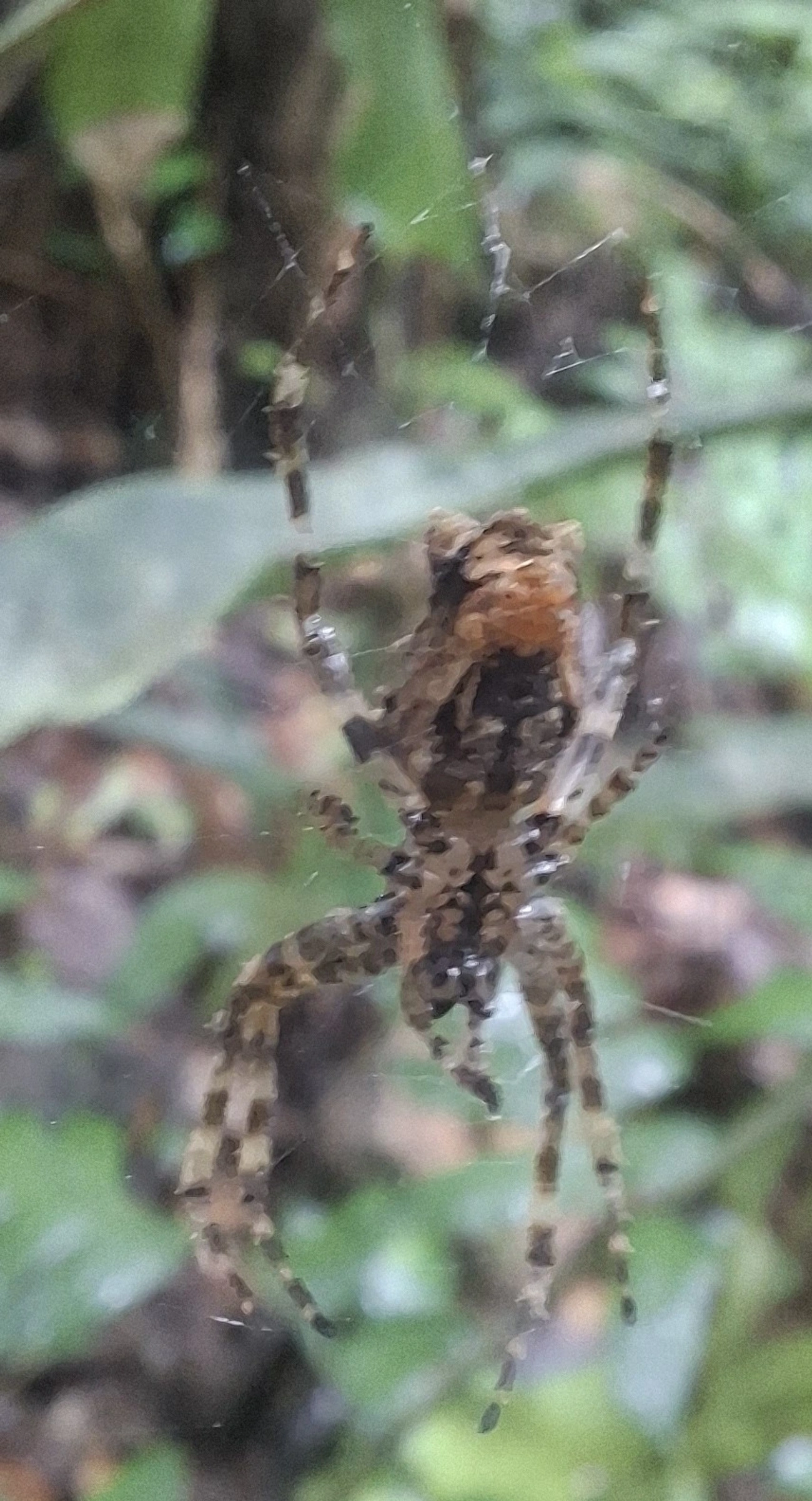 Parawixia, aracnídeos, fotografado em Boiçucanga, São Sebastião