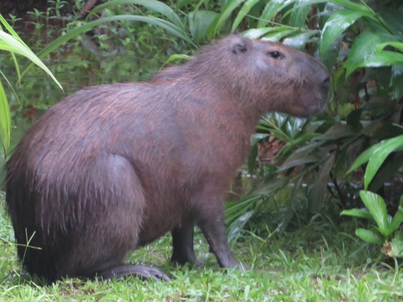 Capivara (Hydrochoerus hydrochaeris), mamíferos, fotografado em Maresias, São Sebastião
