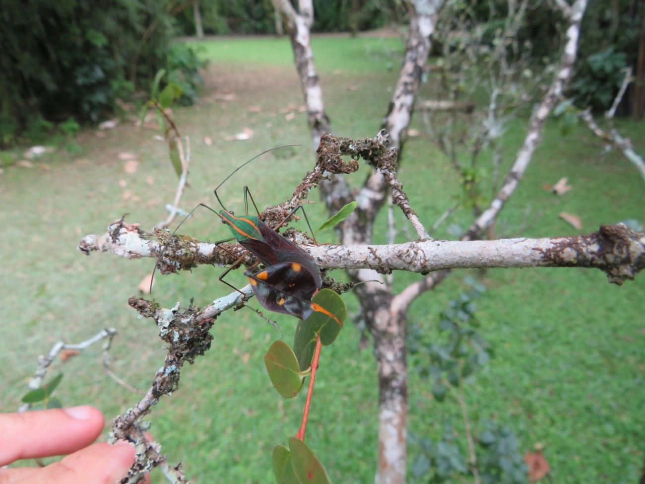 Percevejo-do-maracujá (Diactor bilineatus), insetos, fotografado em Maresias, São Sebastião