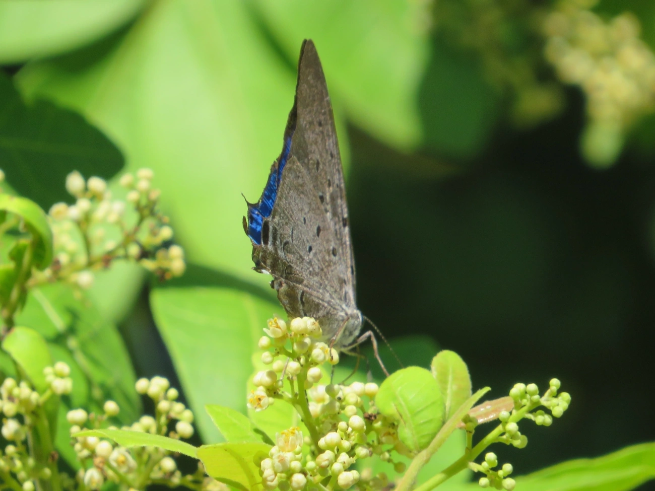 Borboleta-rainha-de-seda-azul (Pseudolycaena marsyas), insetos, fotografado em Maresias, São Sebastião