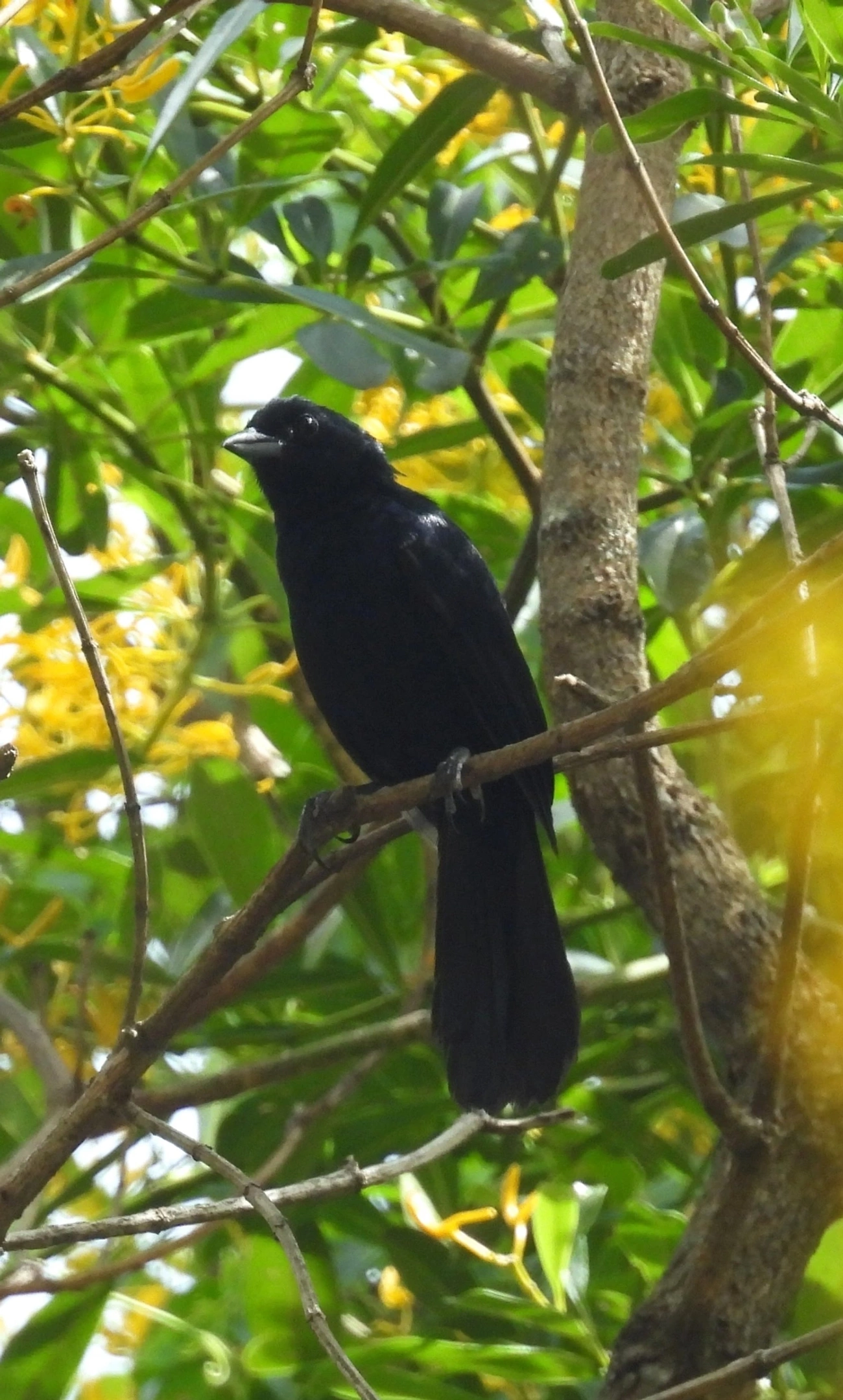 Tiê-preto (Tachyphonus coronatus), aves, fotografado em Guarulhos