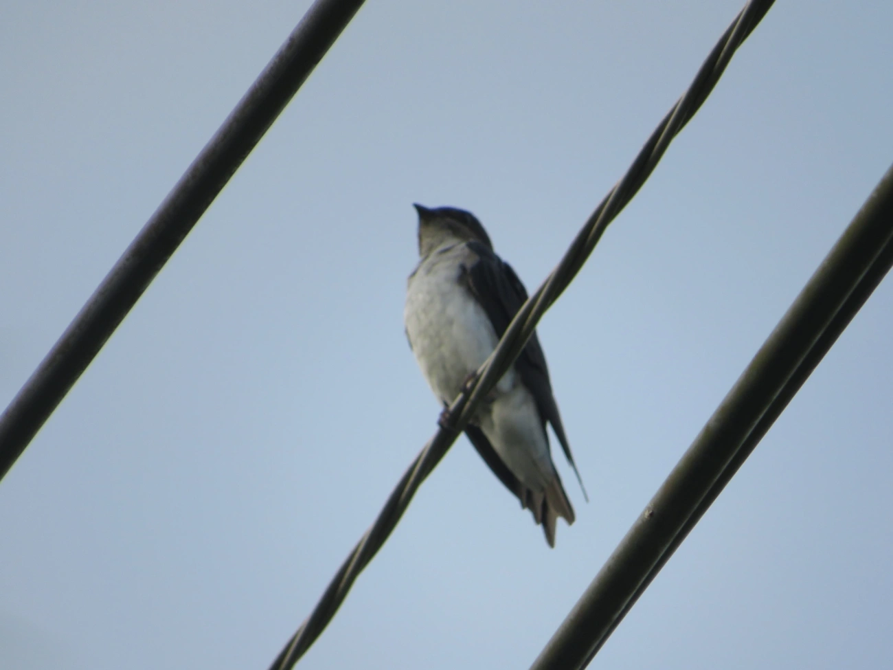 Andorinha-grande (Progne chalybea), aves, fotografado em Maresias, São Sebastião