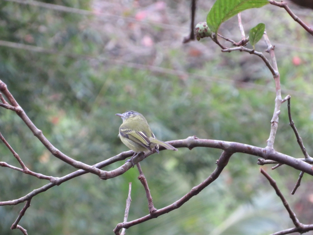 Bico-chato-de-orelha-preta (Tolmomyias sulphurescens), aves, fotografado em Maresias, São Sebastião