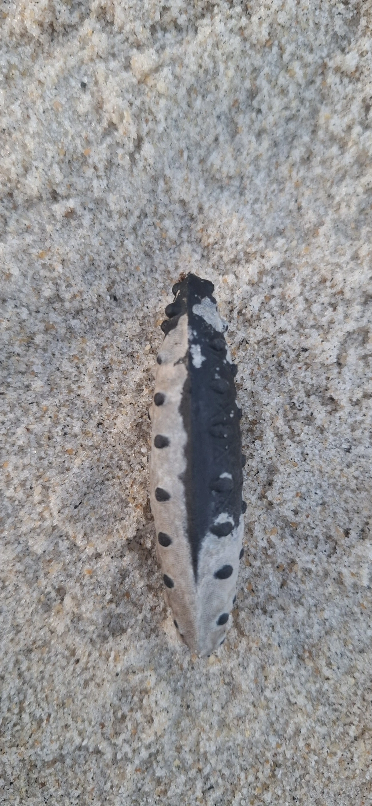 Insetos alados (Pterygota), insetos, fotografado em Maresias, São Sebastião