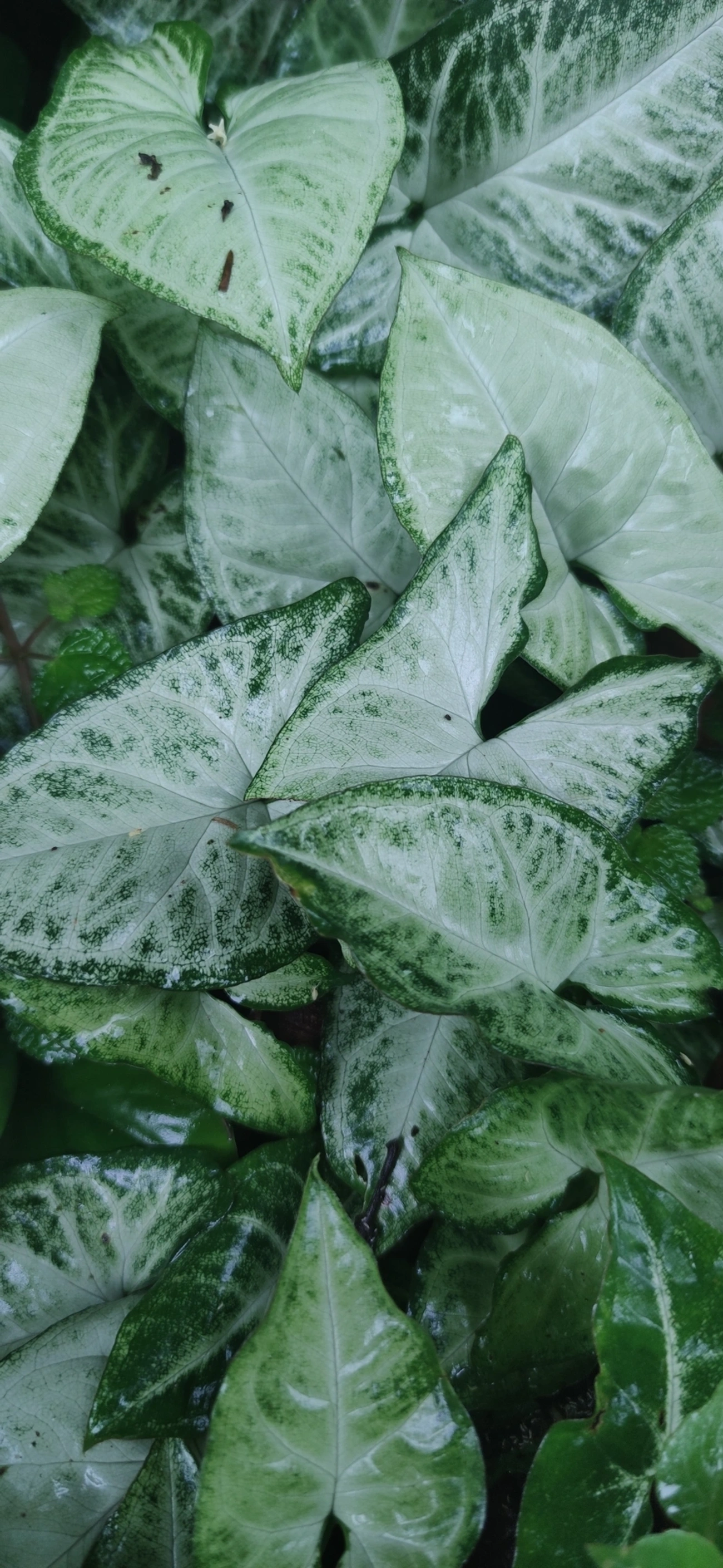 Singônio (Syngonium podophyllum), plantas, fotografado em Maresias, São Sebastião