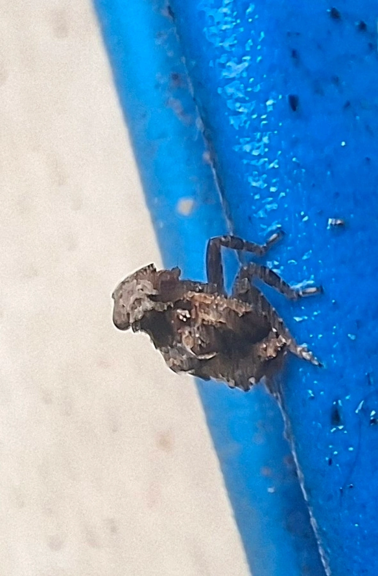 Cigarras (Hemiptera), insetos, fotografado em Maresias, São Sebastião