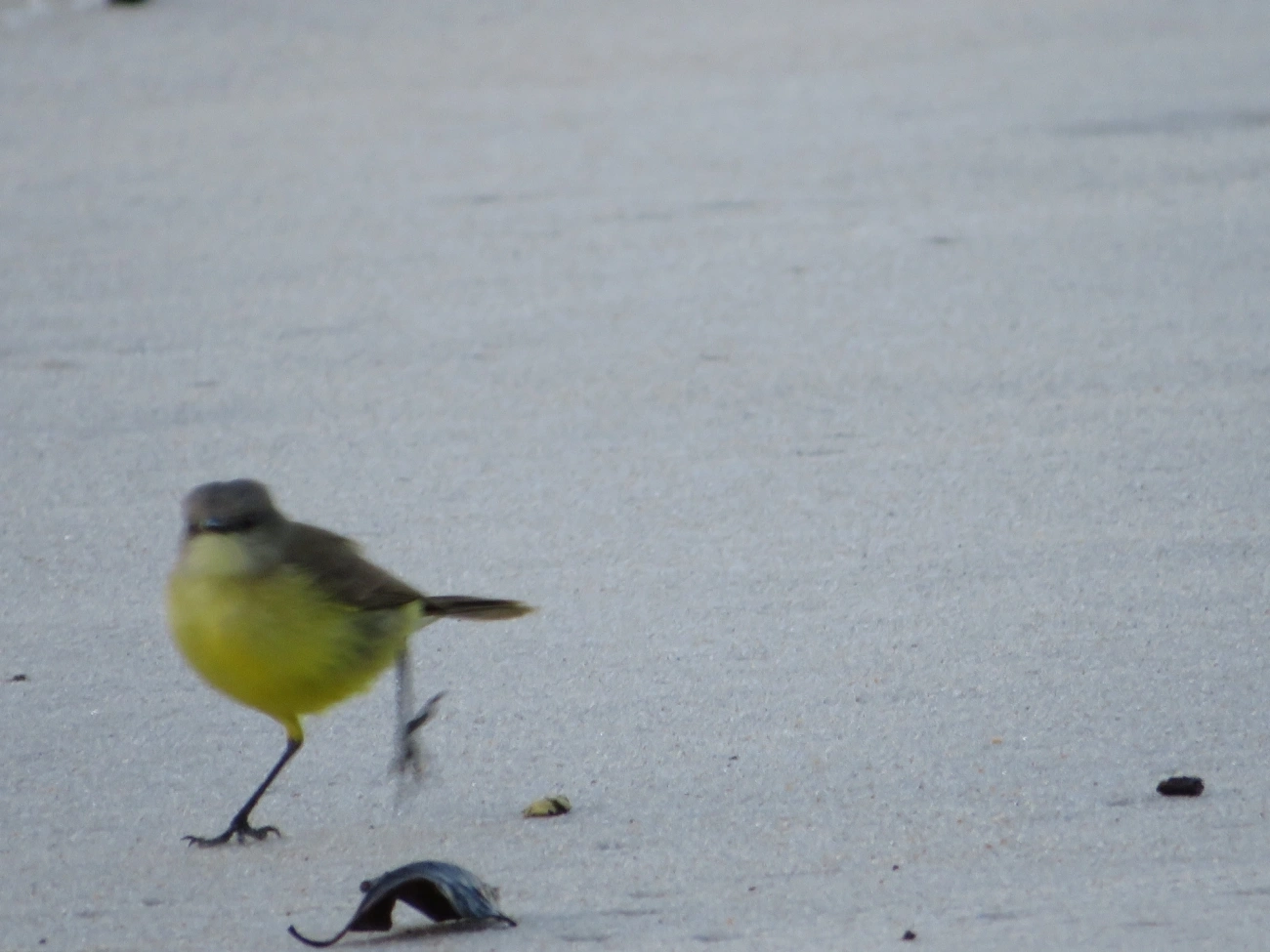 Suiriri-cavaleiro (Machetornis rixosa), aves, fotografado em Maresias, São Sebastião