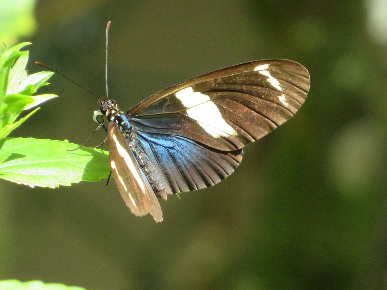 Borboleta-sara (Heliconius sara), insetos, fotografado em Maresias, São Sebastião