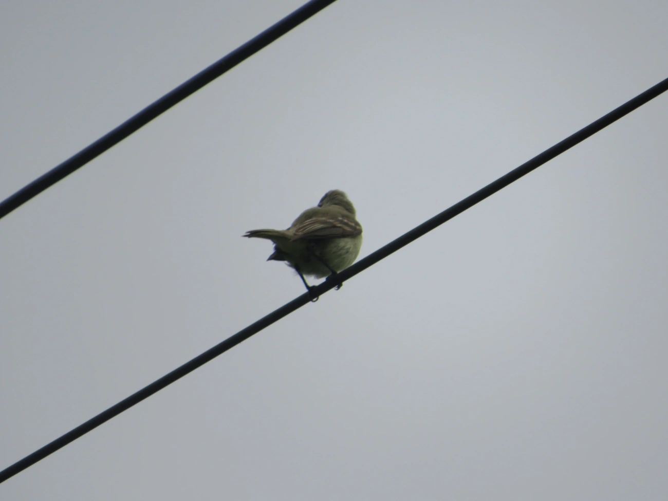 Risadinha (Camptostoma obsoletum), aves, fotografado em Maresias, São Sebastião