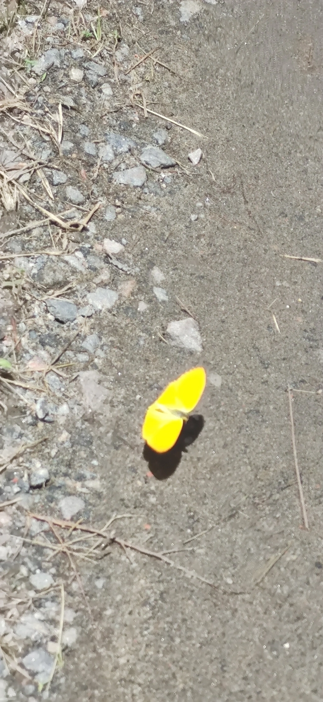 Borboleta-amarela (Phoebis argante), insetos, fotografado em Maresias, São Sebastião