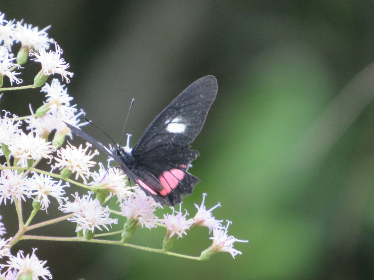 Branca-mimética (Archonias brassolis), insetos, fotografado em Maresias, São Sebastião