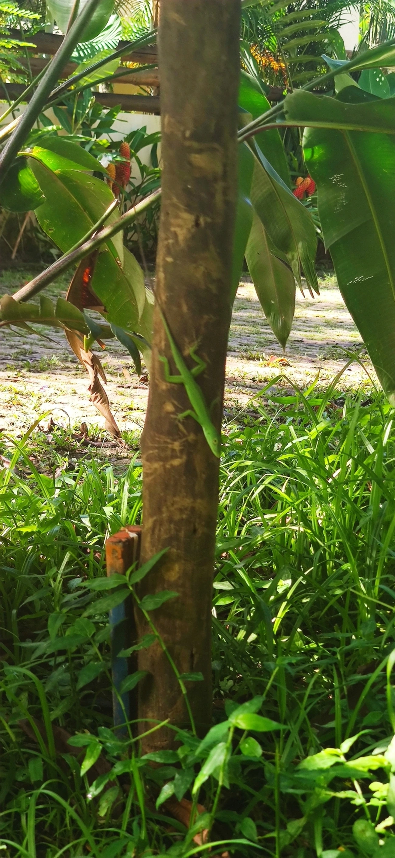 Lagarto papa-vento (Anolis punctatus), répteis, fotografado em Maresias, São Sebastião