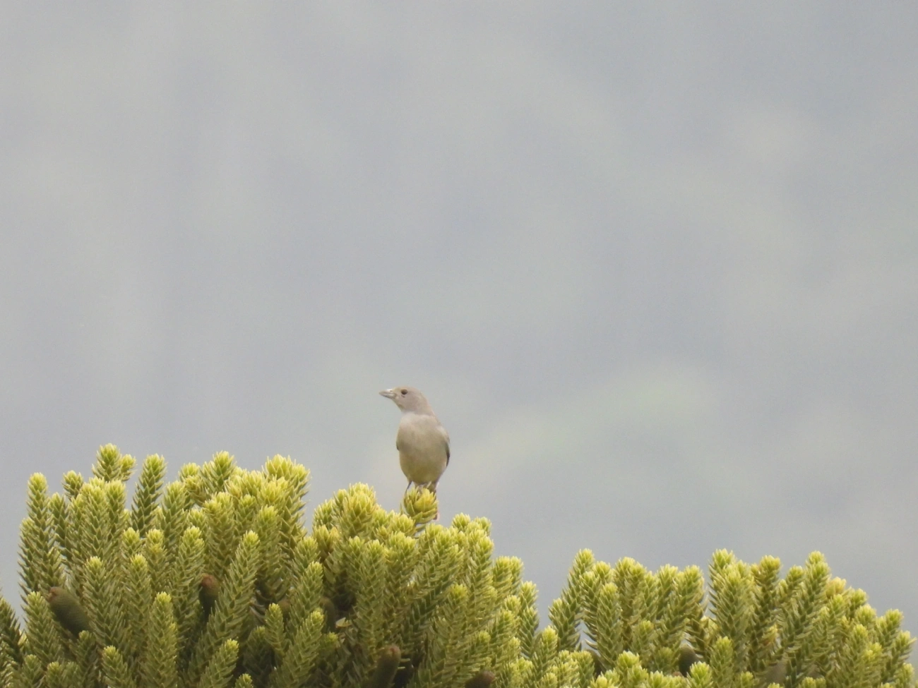 Sanhaço-cinzento (Thraupis sayaca), aves, fotografado em Rodovia BR 354, Itamonte