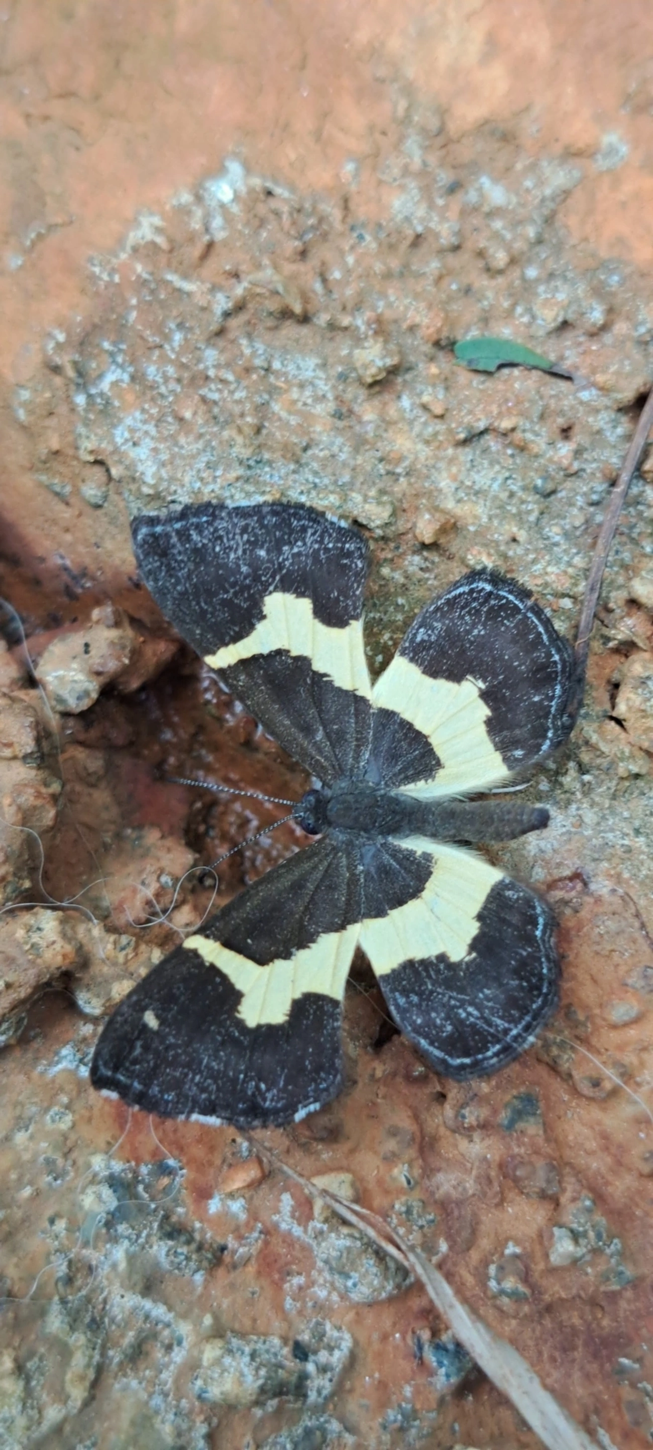 Baeotis johannae, insetos, fotografado em Cabreúva