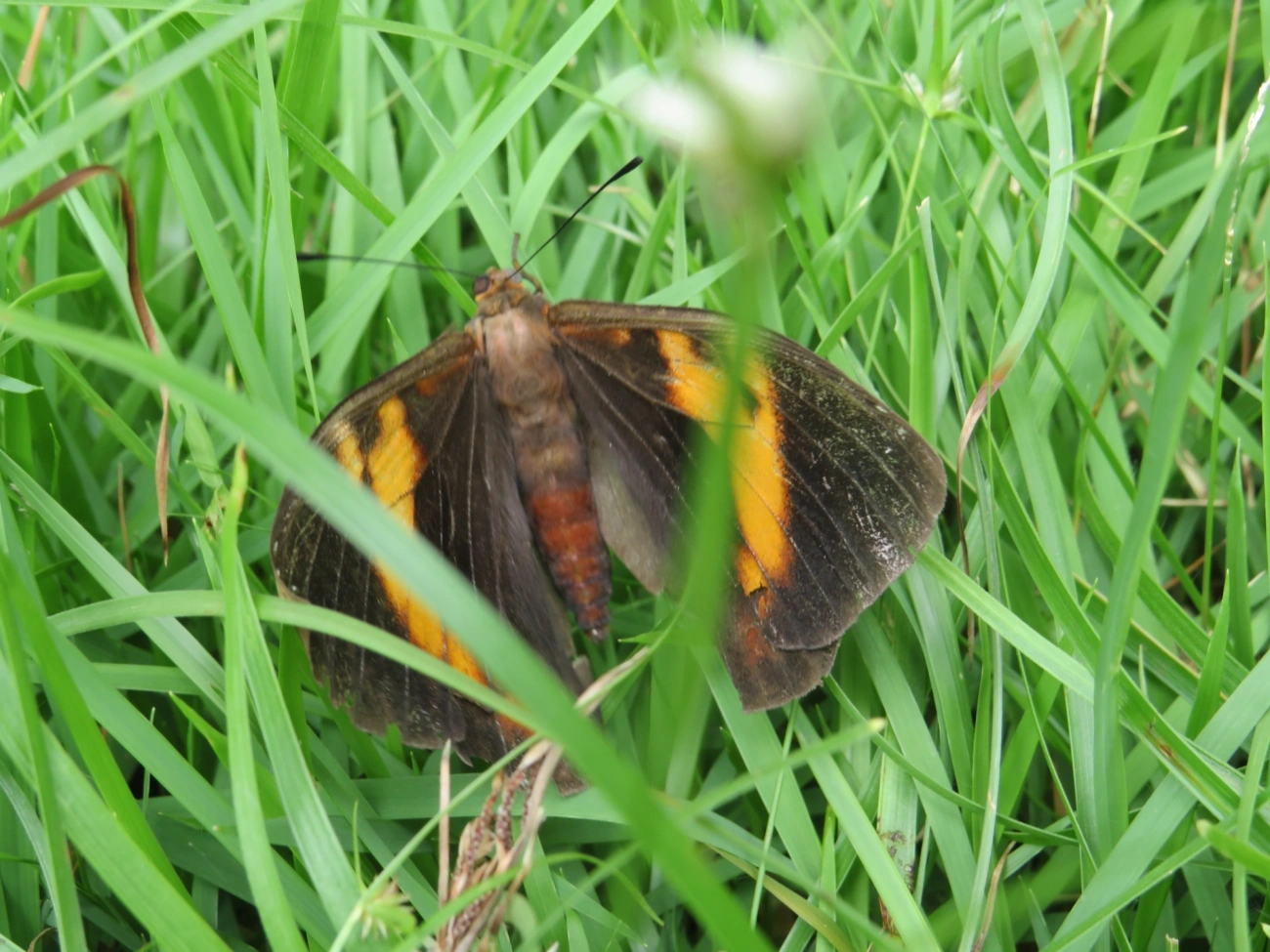 Lagarta-do-coqueiro (Brassolis sophorae), insetos, fotografado em Maresias, São Sebastião