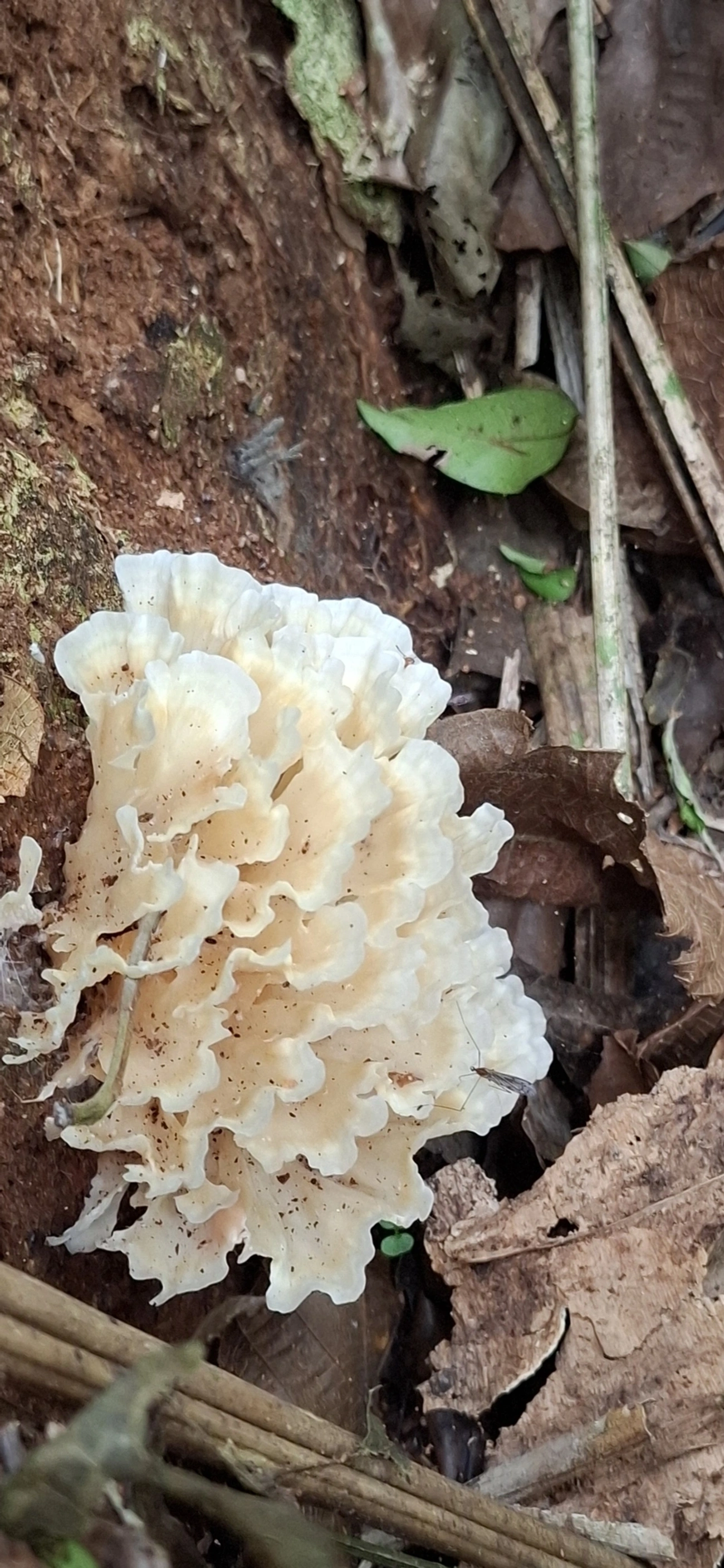 Irpex, fungos, fotografado em Maresias, São Sebastião