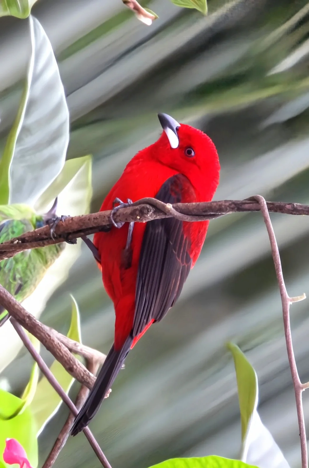 Tiê-sangue (Ramphocelus bresilius), aves, fotografado em Maresias, São Sebastião