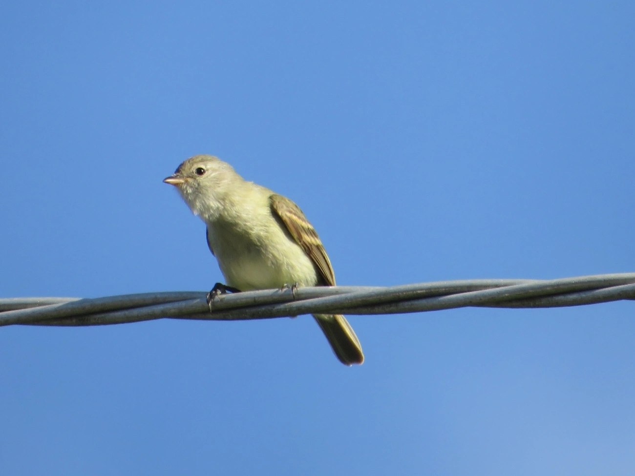 Risadinha (Camptostoma obsoletum), aves, fotografado em Maresias, São Sebastião