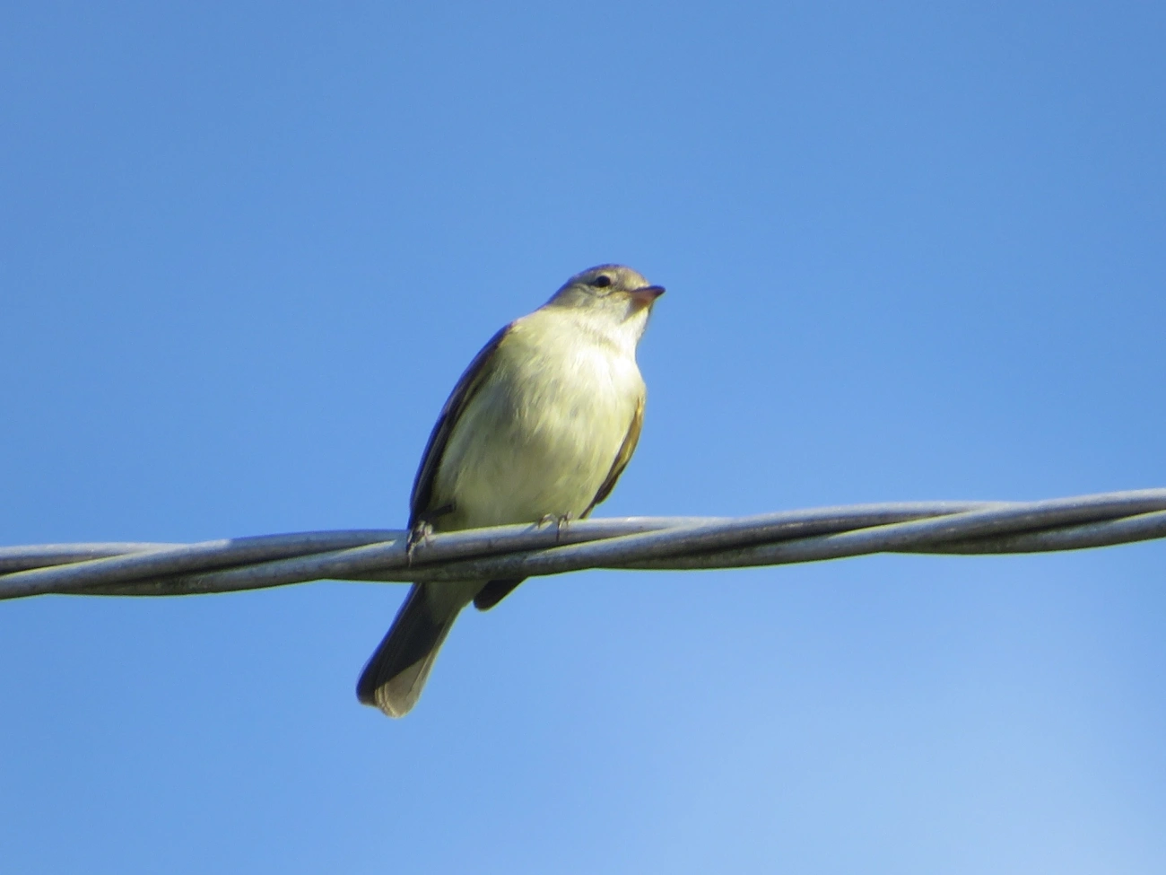 Risadinha (Camptostoma obsoletum), aves, fotografado em Maresias, São Sebastião