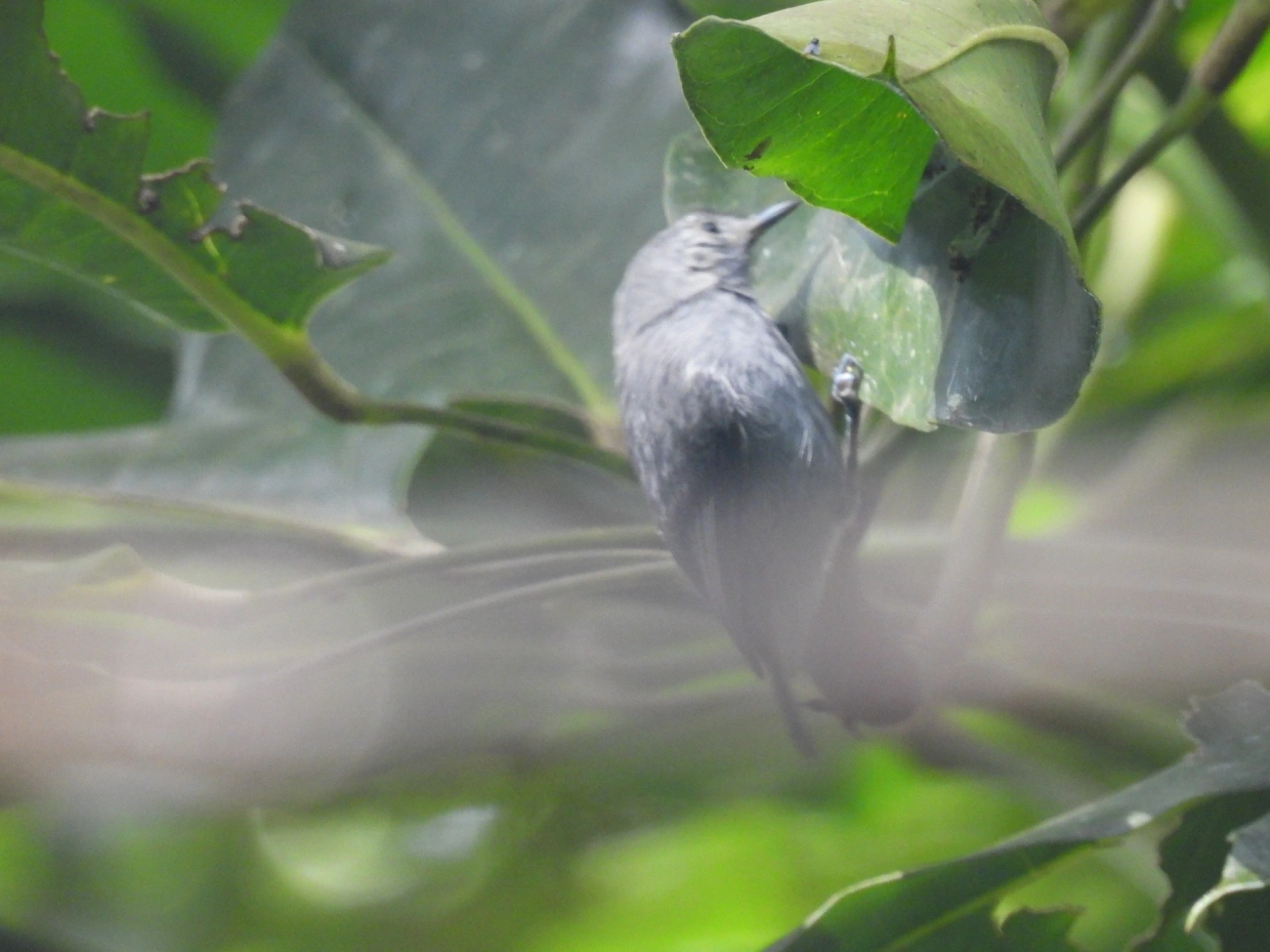 Choquinha-Cinzenta (Myrmotherula unicolor), aves, fotografado em Maresias, São Sebastião