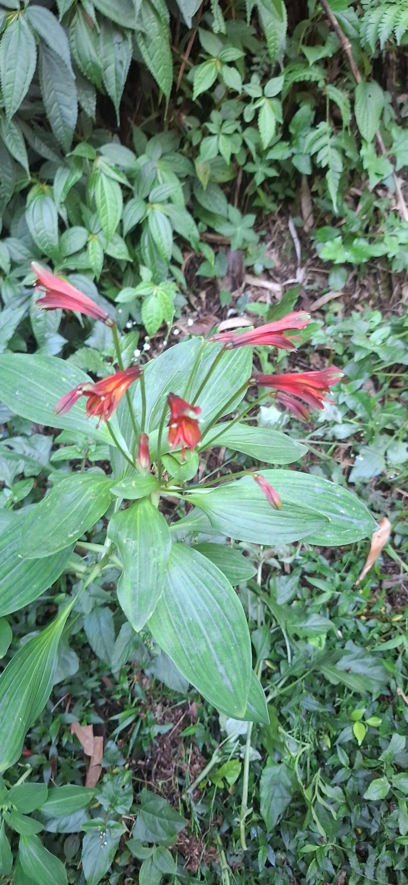 Alstroeméria (Alstroemeria cunha), plantas, fotografado em Queluz