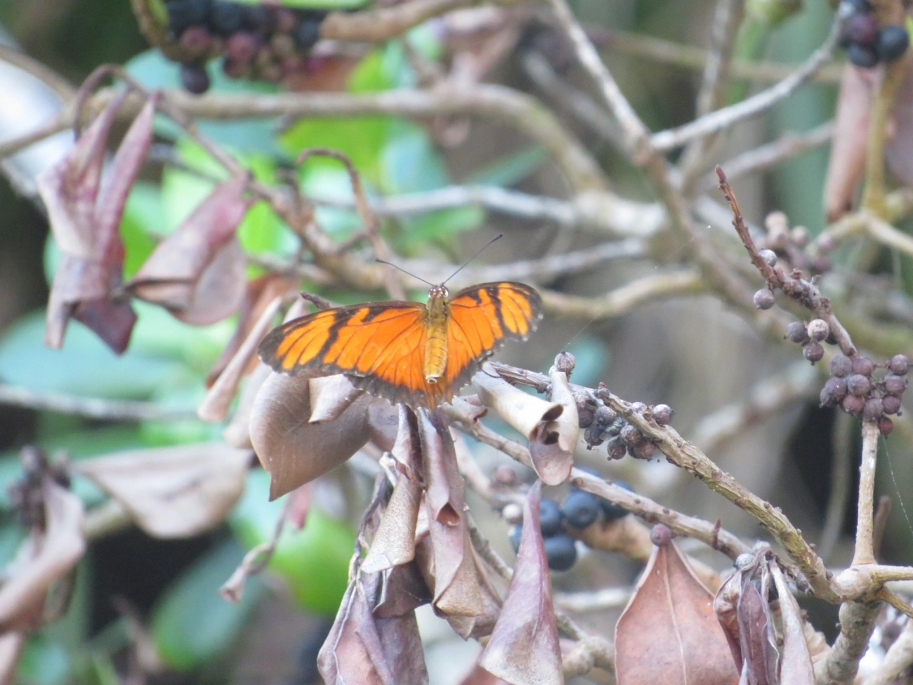 Borboleta-do-Maracujá (Dione juno), insetos, fotografado em Maresias, São Sebastião