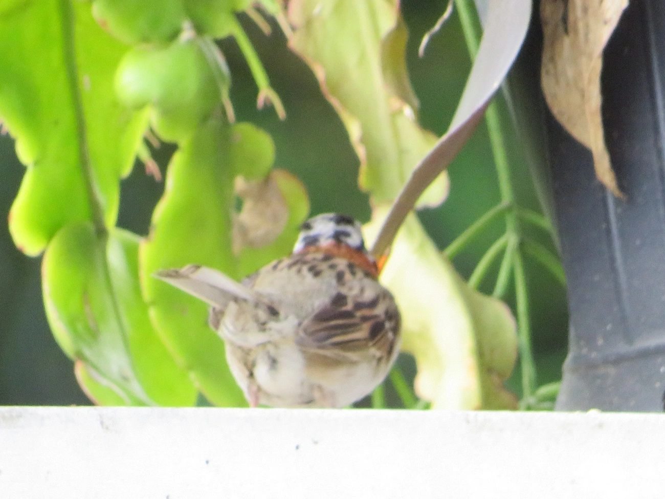 Tico-tico (Zonotrichia capensis), aves, fotografado em Maresias, São Sebastião