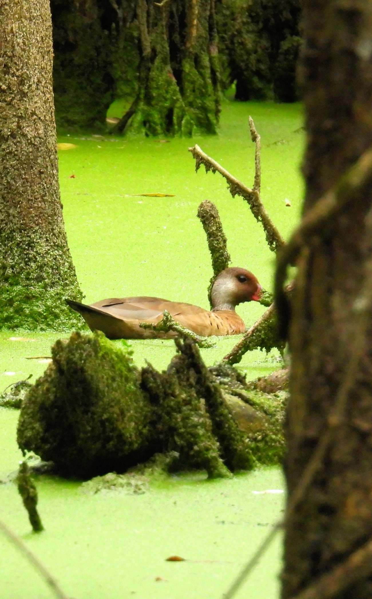 Marreca-pé-vermelho (Amazonetta brasiliensis), aves, fotografado em Maresias, São Sebastião