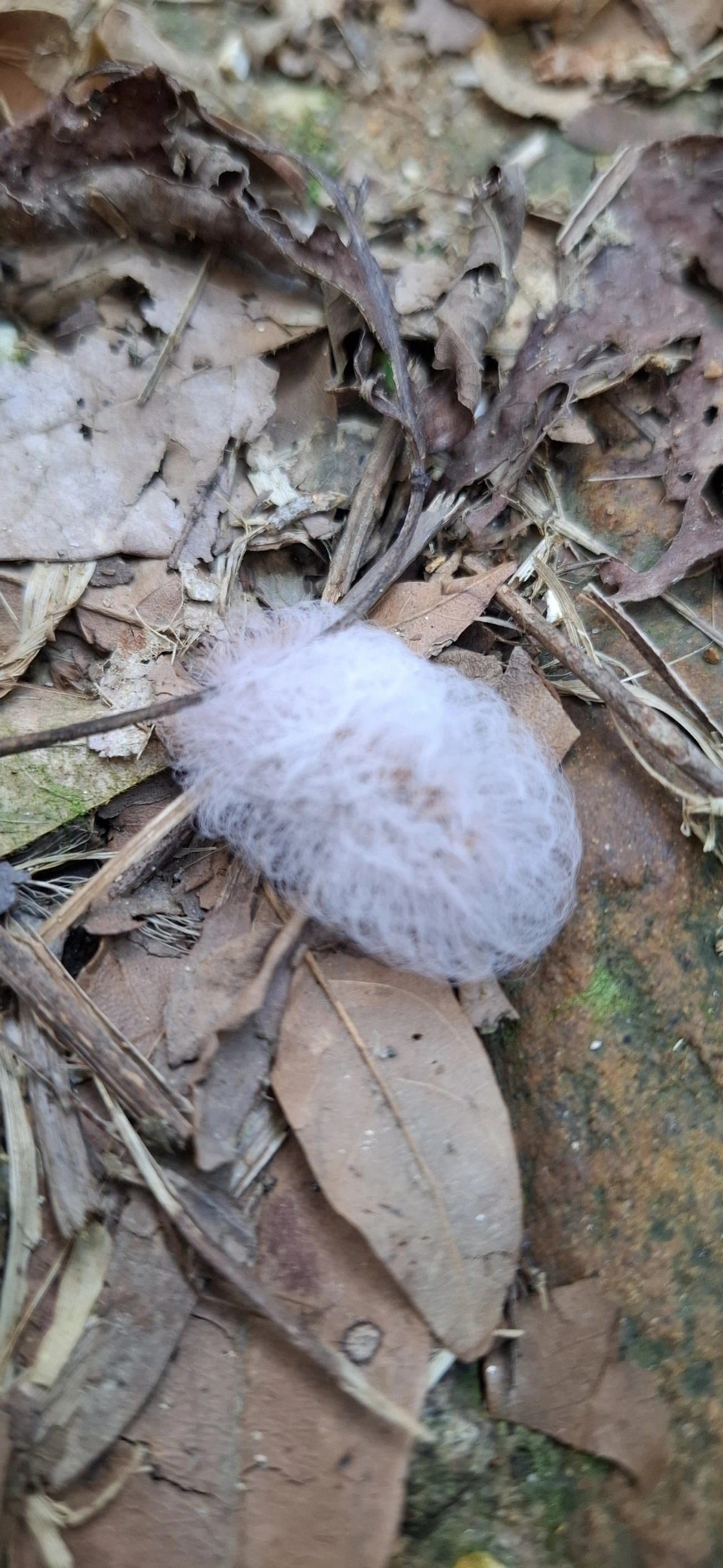 Mariposa-de-veludo (Megalopyge basalis), insetos, fotografado em Cambaquara, Ilhabela