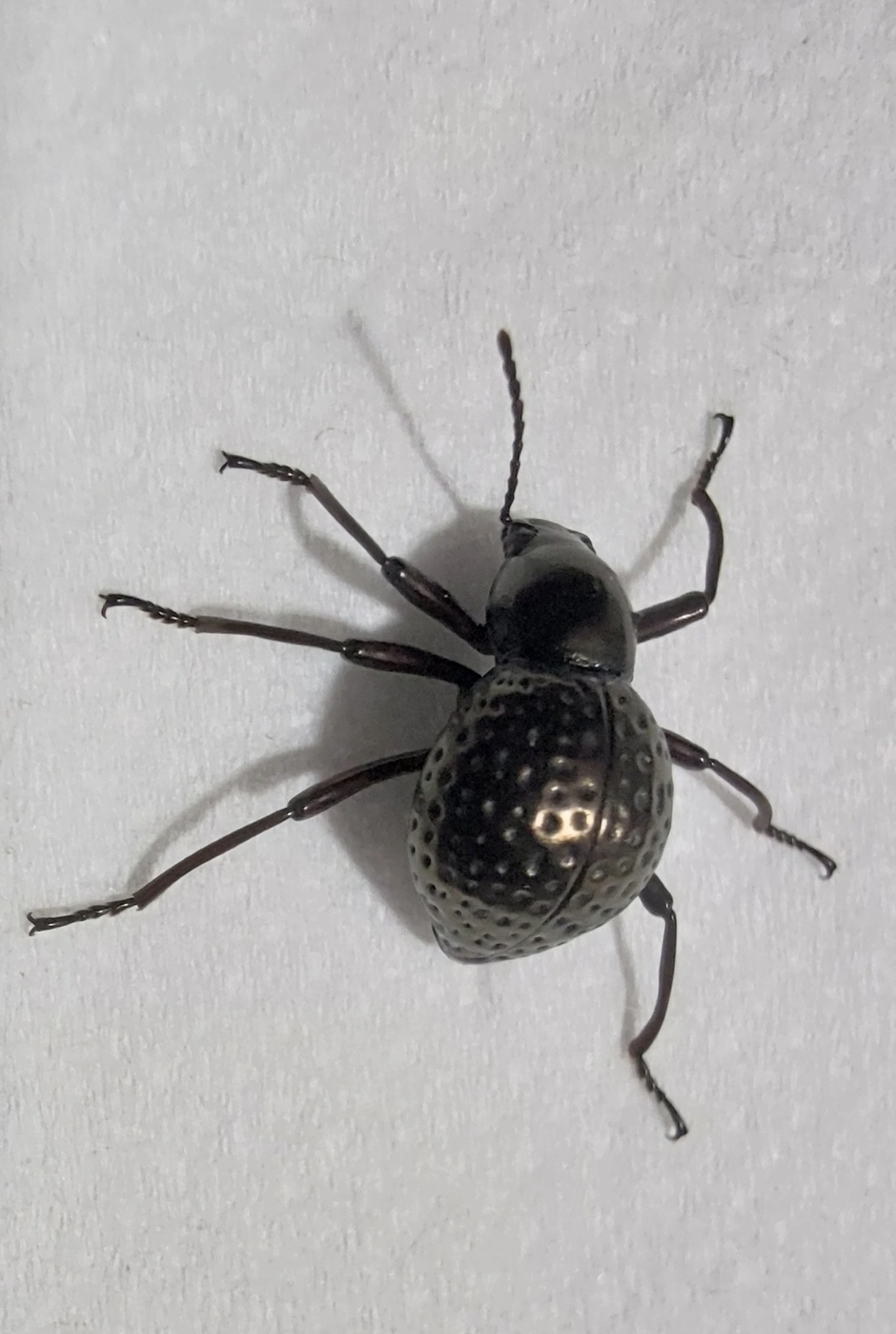 Sphaerotus curvipes, insetos, fotografado em Maresias, São Sebastião