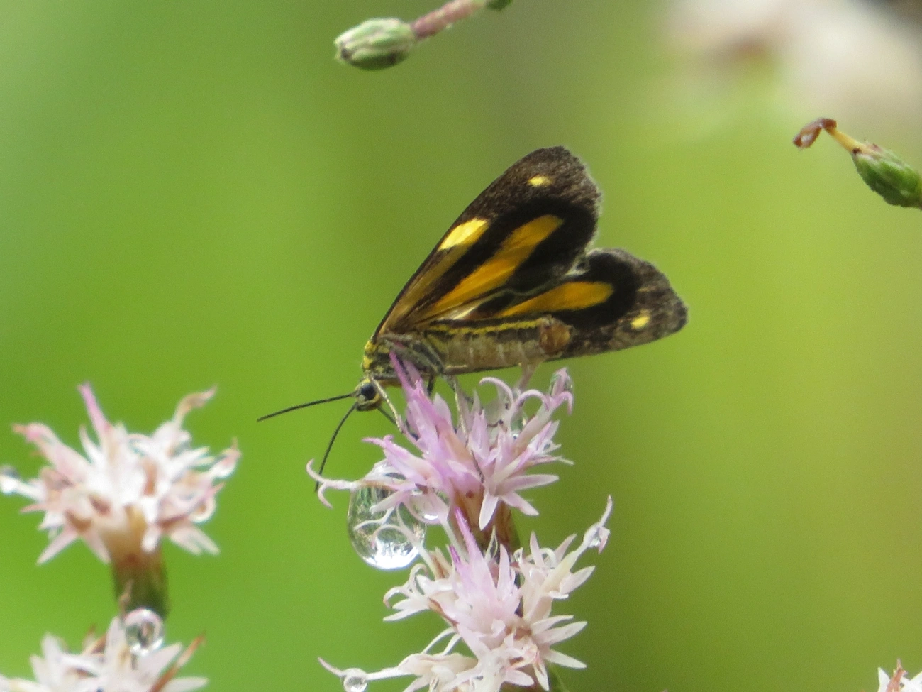 Phaeochlaena lampra, insetos, fotografado em Maresias, São Sebastião