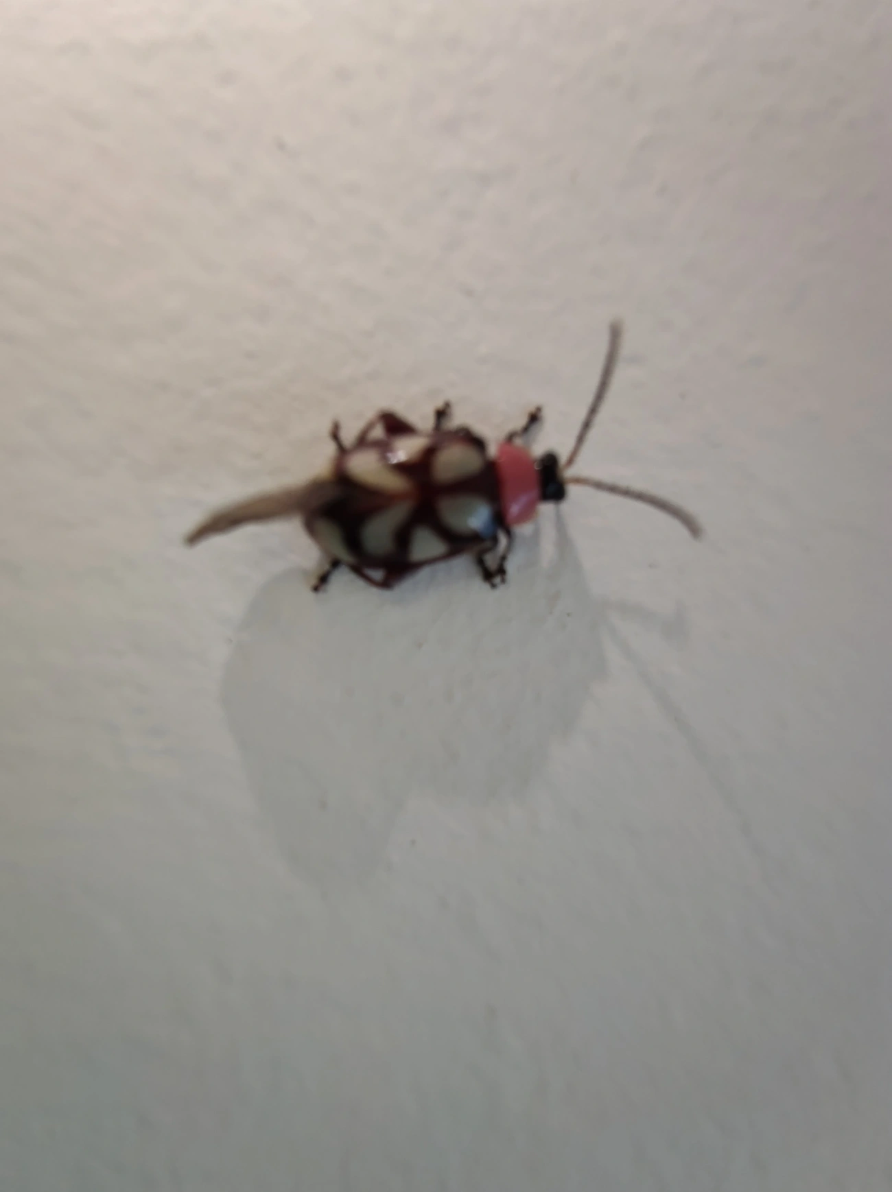 Besouro-pulga-de-faixas-oblíquas (Omophoita albicollis), insetos, fotografado em Maresias, São Sebastião