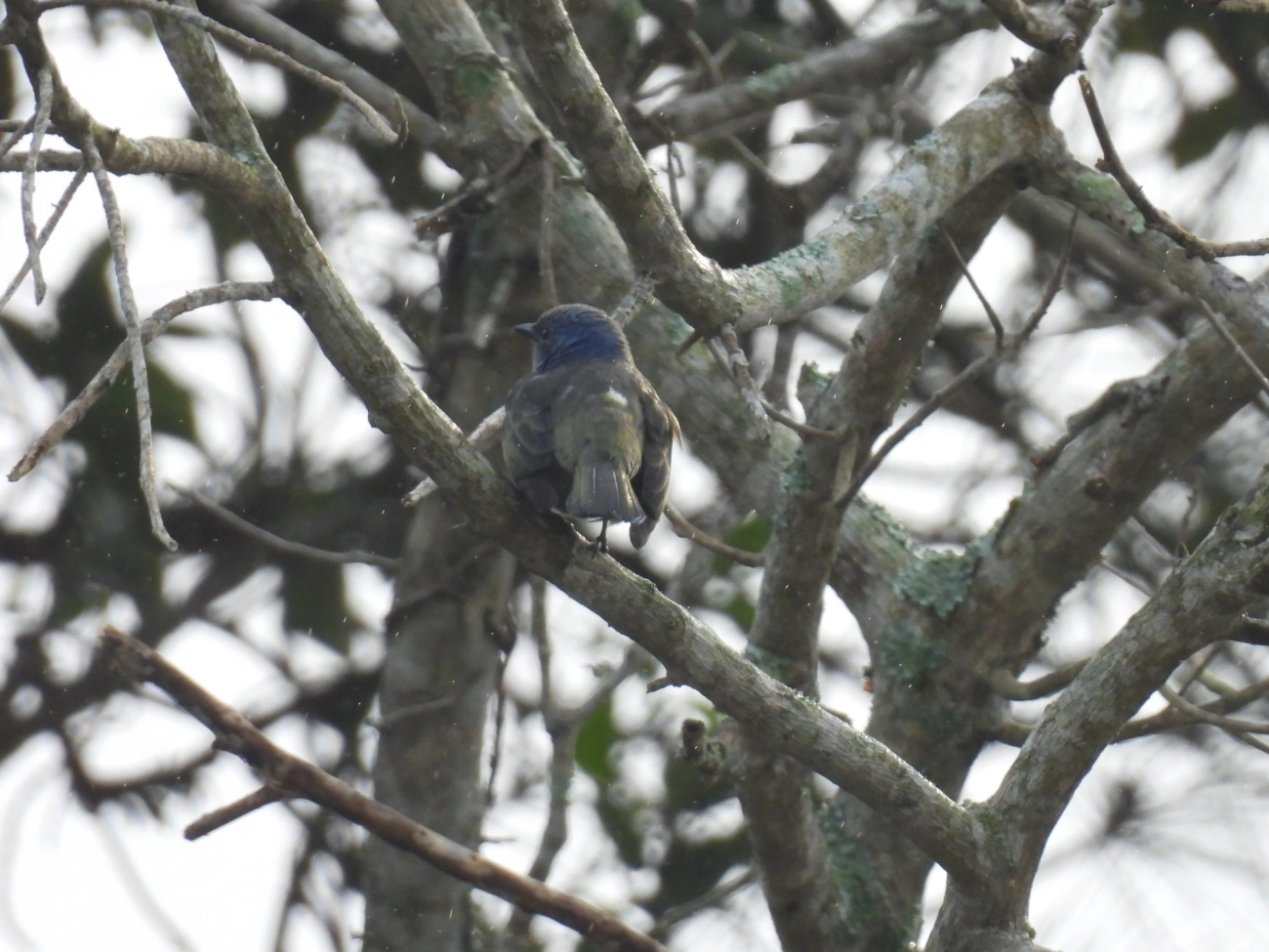 Sanhaçu-de-encontro-amarelo (Thraupis ornata), aves, fotografado em Maresias, São Sebastião