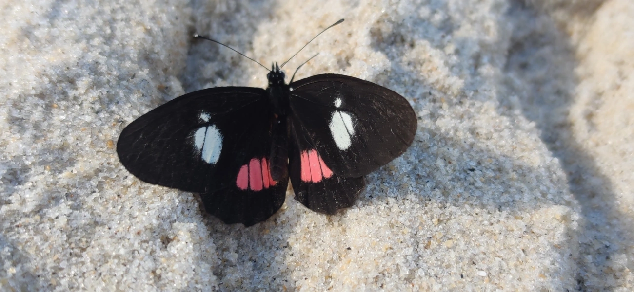 Branca-mimética (Archonias brassolis), insetos, fotografado em Maresias, São Sebastião